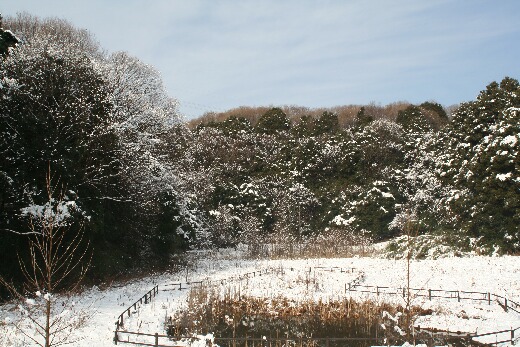 雪よこやま1.jpg