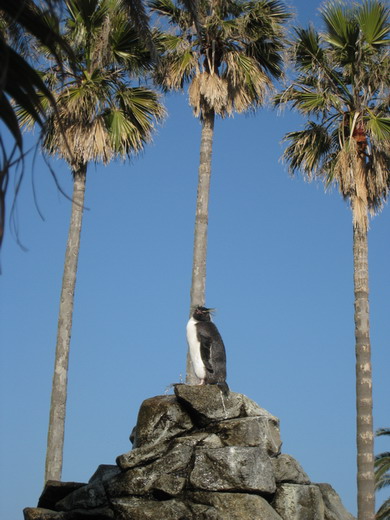 油壷ペンギン1.jpg
