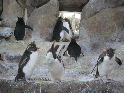 油壷ペンギン2.jpg